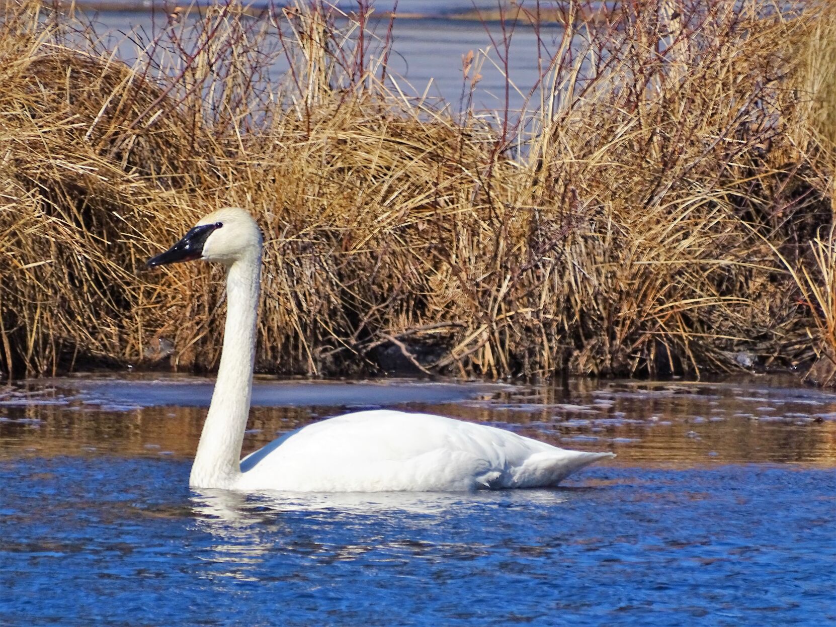 Trumpeter swan